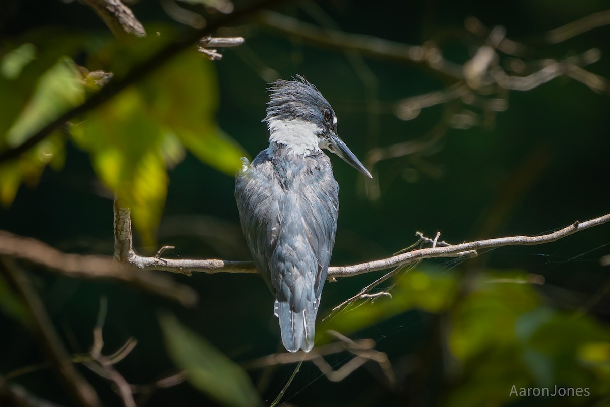 Belted Kingfisher - ML362564761