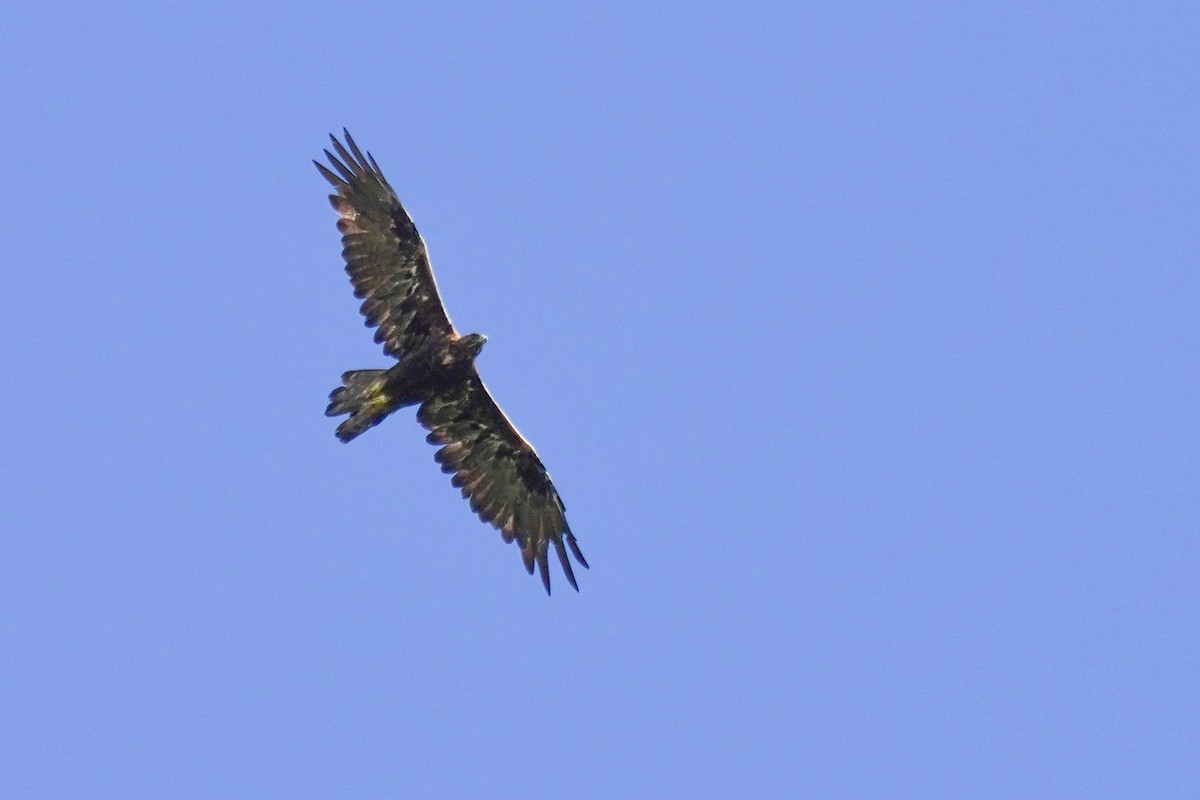 Golden Eagle - ML362565671