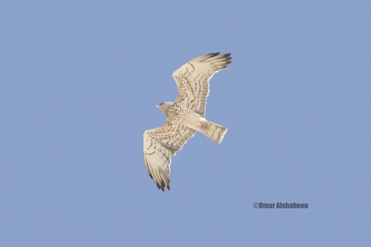 Short-toed Snake-Eagle - ML36256621