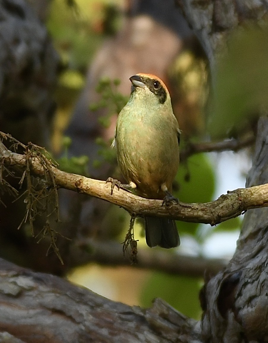 Burnished-buff Tanager - William Orellana (Beaks and Peaks)