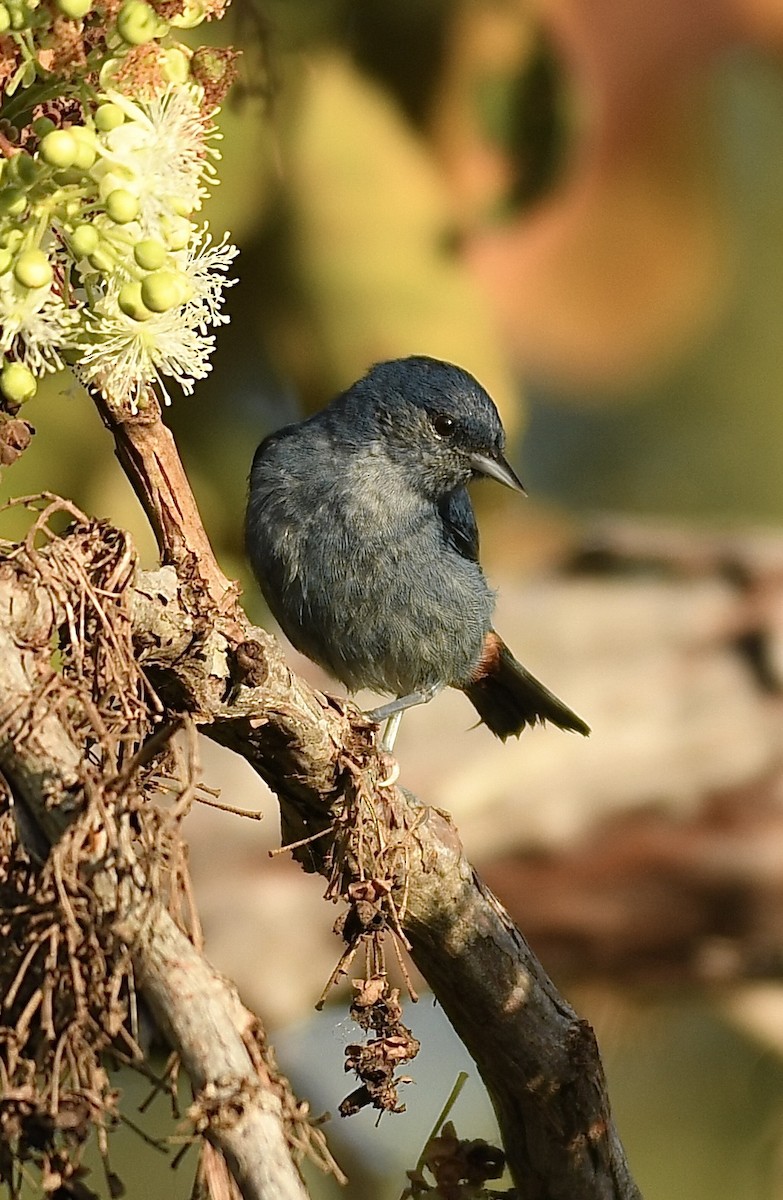 Chestnut-vented Conebill - ML362568301