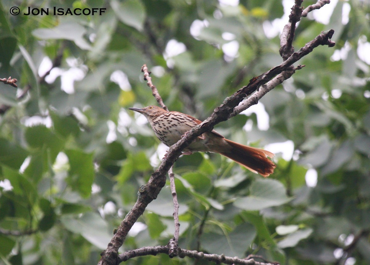 Brown Thrasher - ML36256841