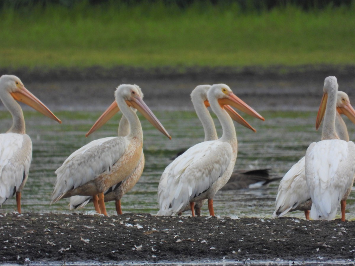 American White Pelican - ML362568501