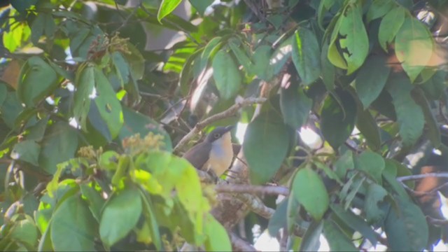 Dark-billed Cuckoo - ML362568651