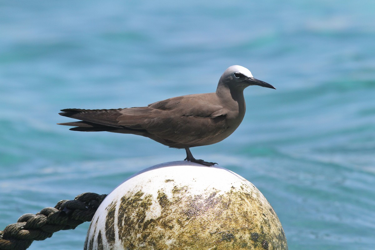 Brown Noddy - ML362568681