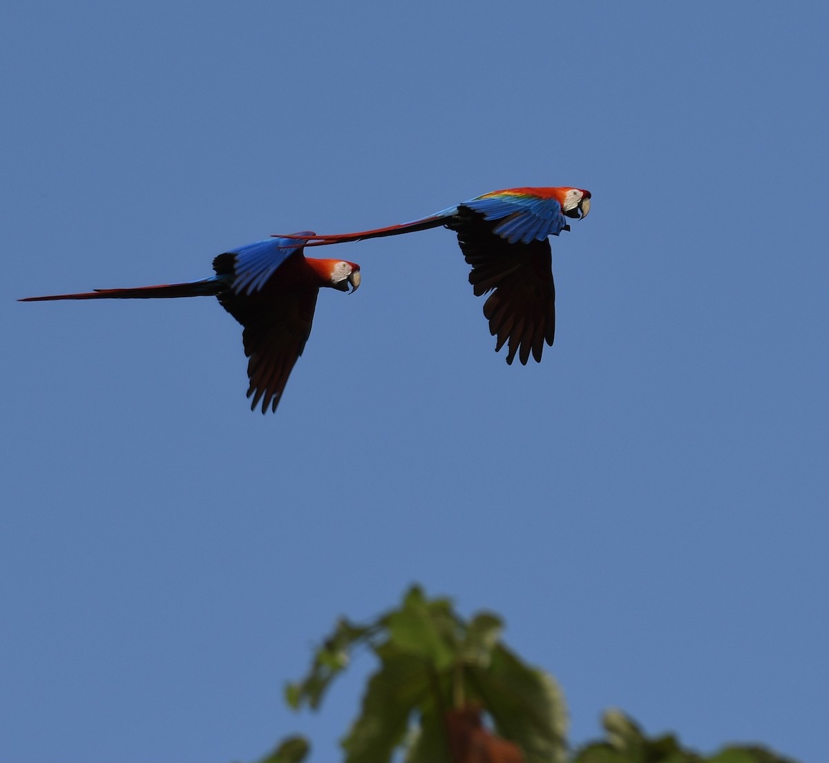 Scarlet Macaw - William Orellana (Beaks and Peaks)