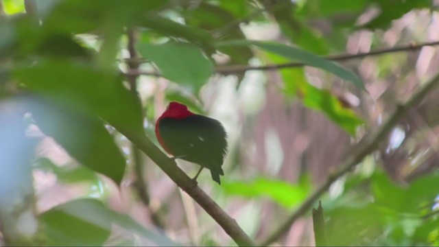 Crimson-hooded Manakin - ML362569161