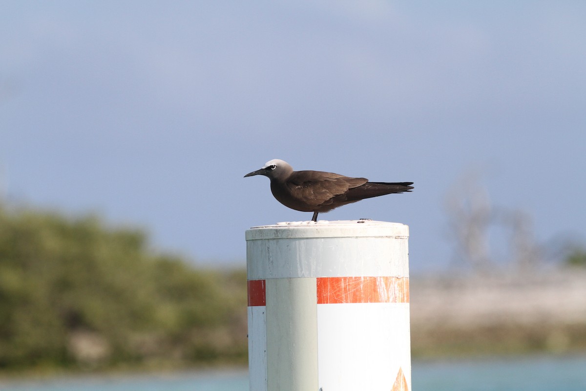 Brown Noddy - ML362569331