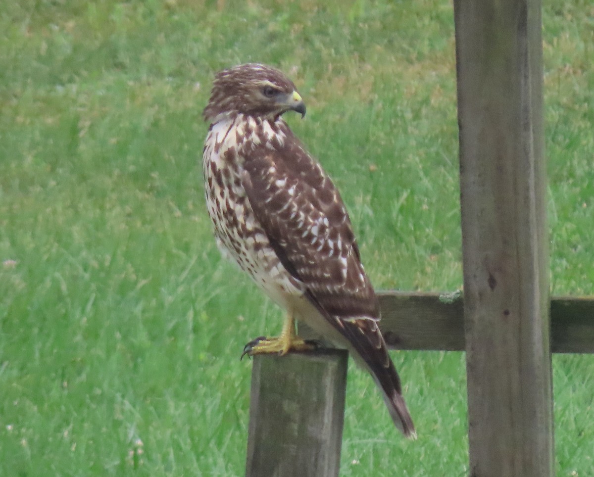 Red-shouldered Hawk - Jeff Hopkins