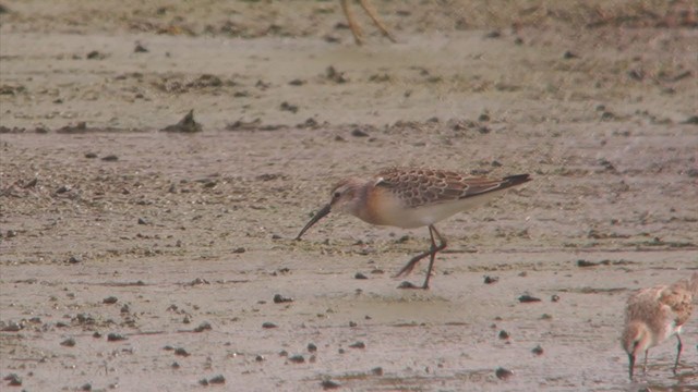 Curlew Sandpiper - ML362572181