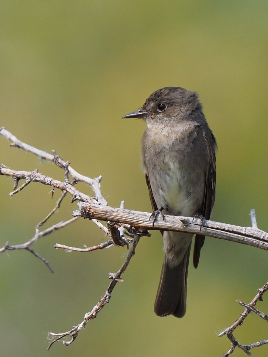 Western Wood-Pewee - Scott Tuthill