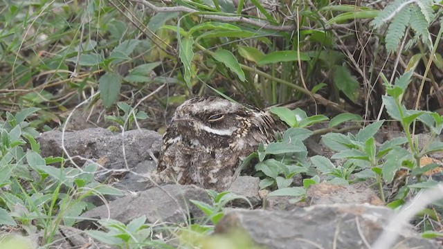 lelek džunglový - ML362574491