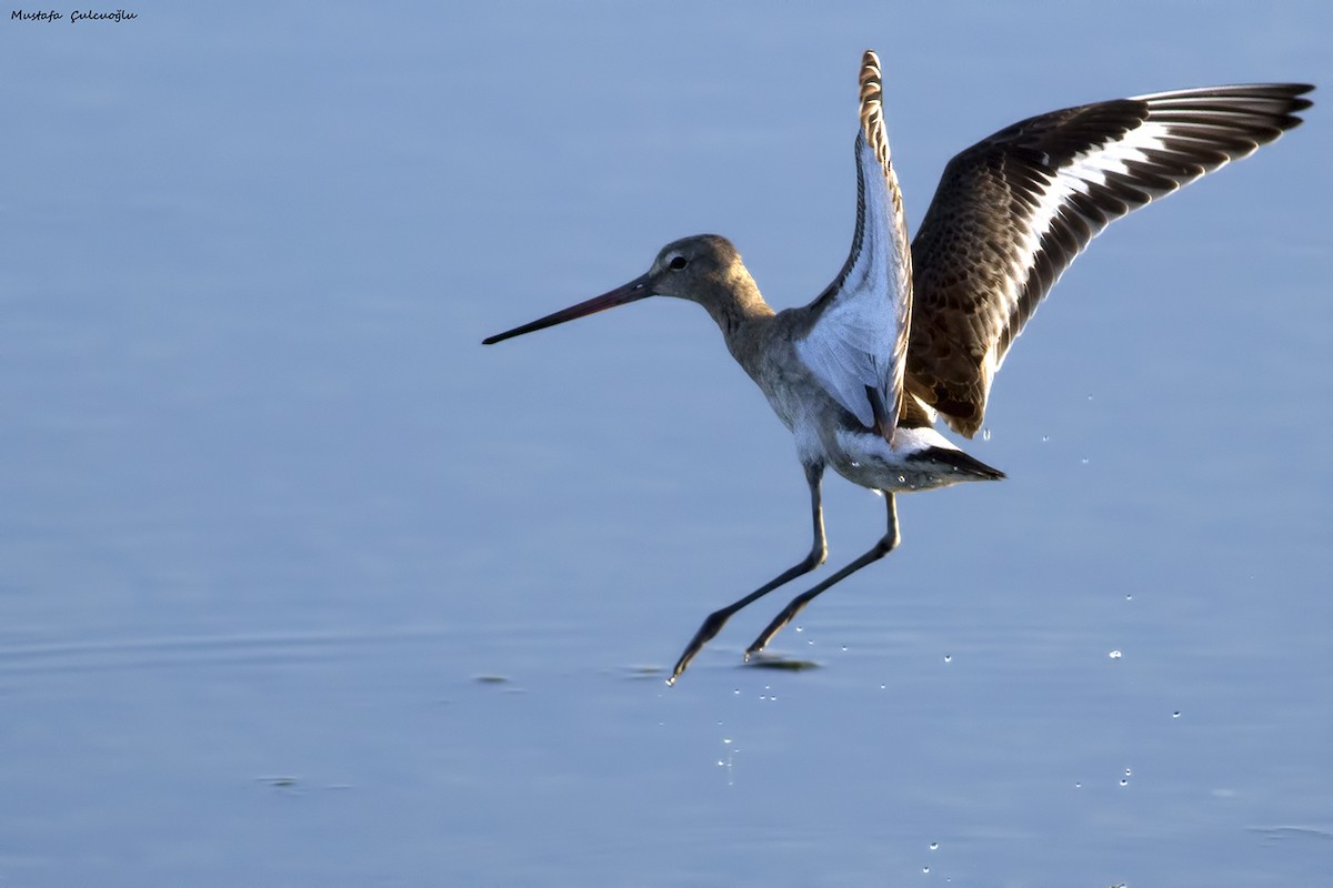 Black-tailed Godwit - ML36257461