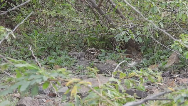 lelek džunglový - ML362575031