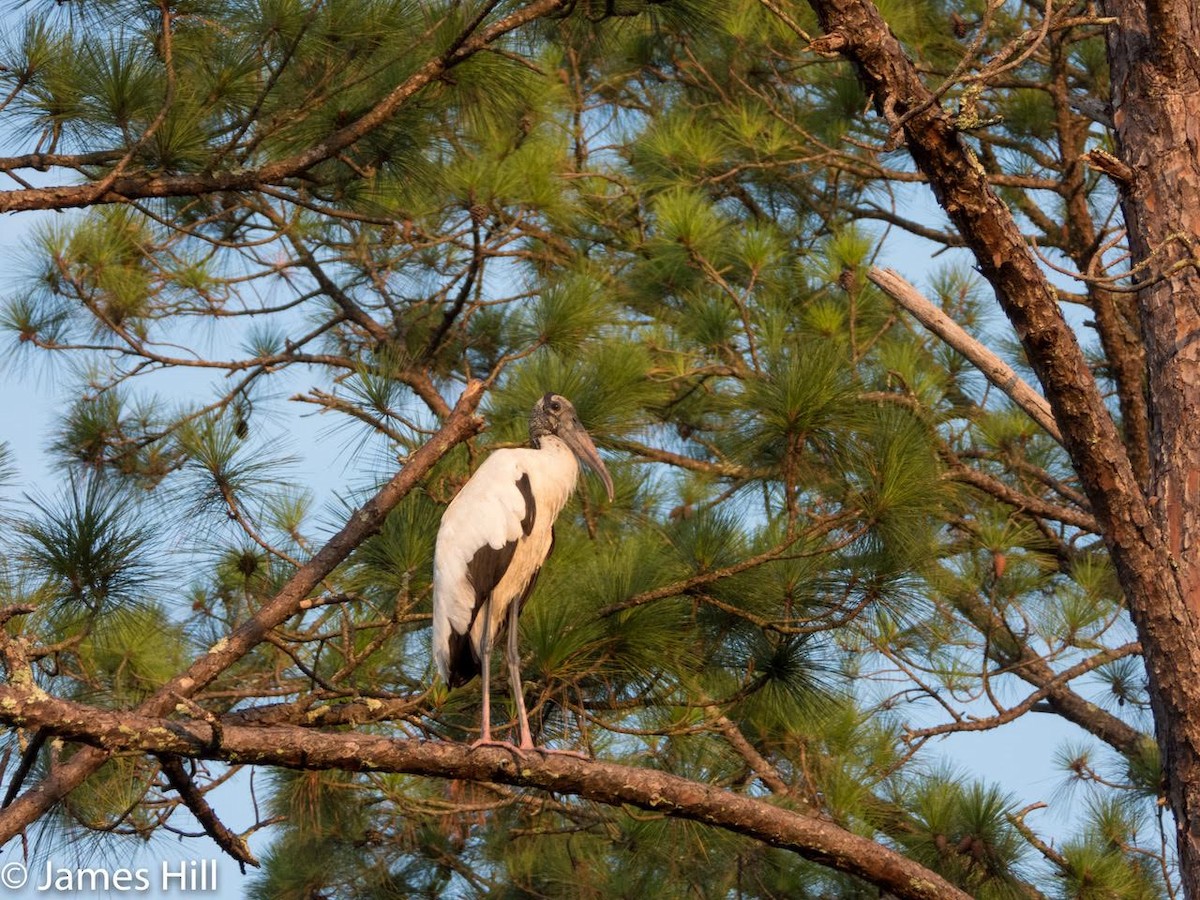 Wood Stork - ML362575821