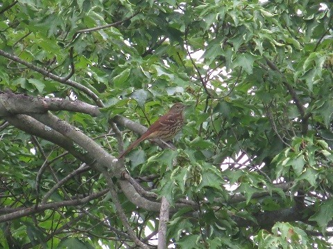 Brown Thrasher - ML362576551