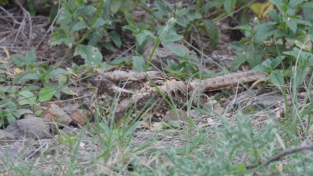 lelek džunglový - ML362577181