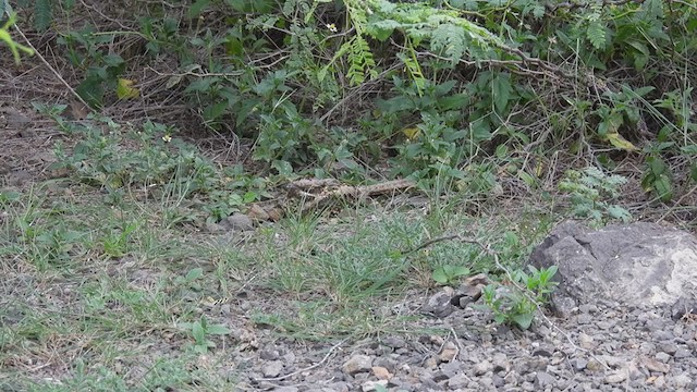 lelek džunglový - ML362577221