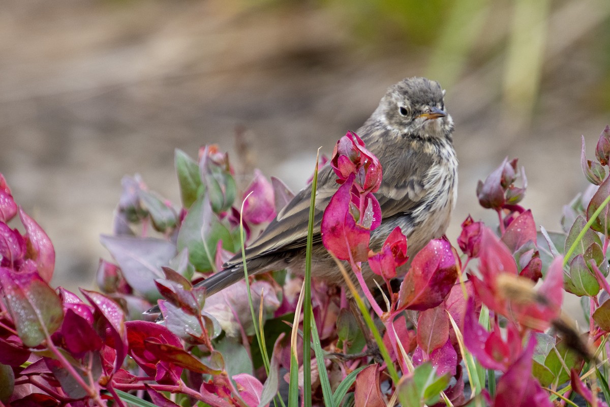 American Pipit - ML362577341