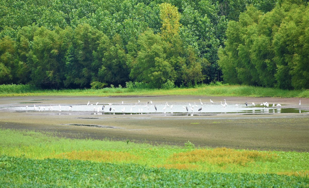 Great Egret - ML362577581