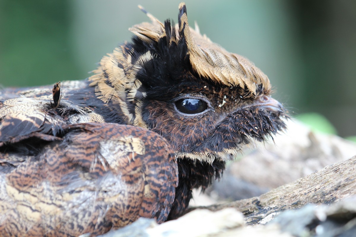 Great Eared-Nightjar - ML362578951