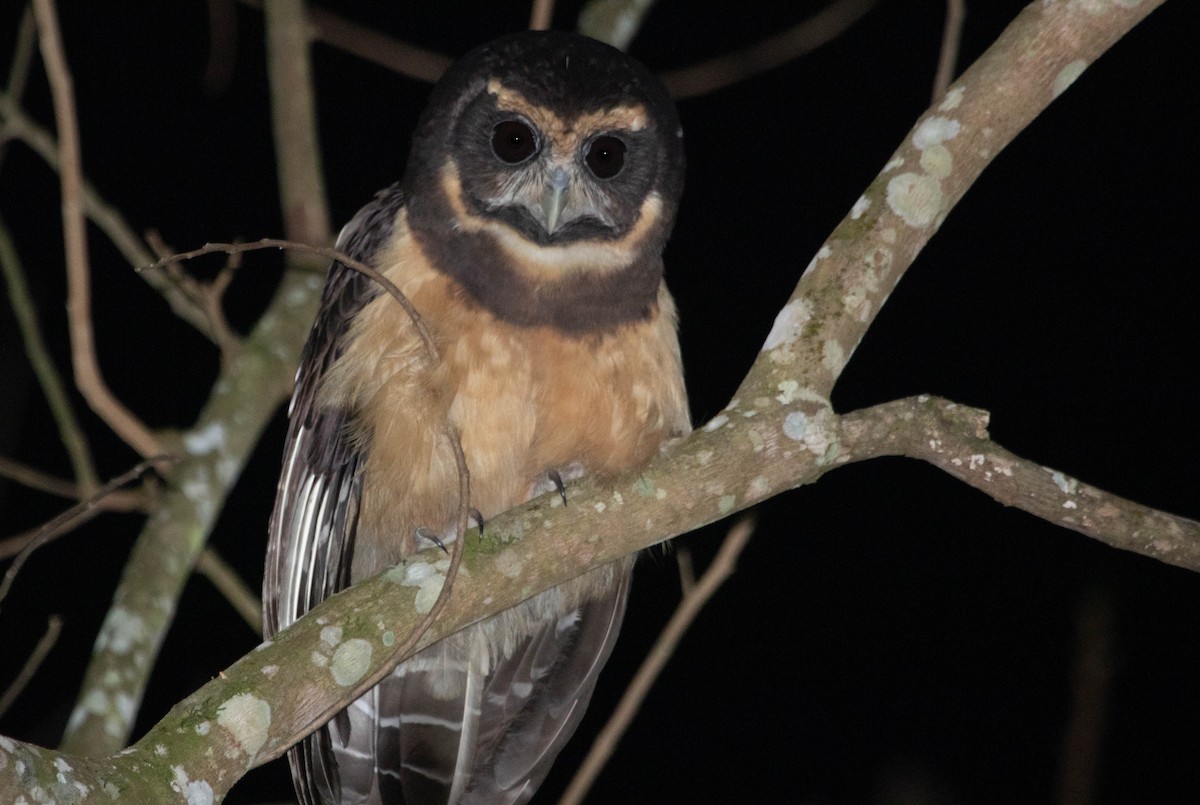 Tawny-browed Owl - Marcelo Morena