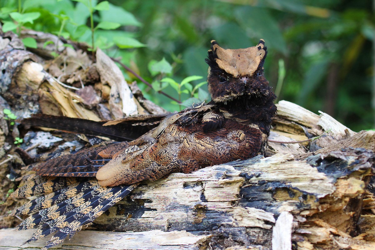 lelek ušatý - ML362580611