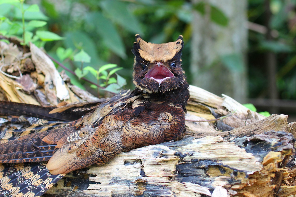 lelek ušatý - ML362580621