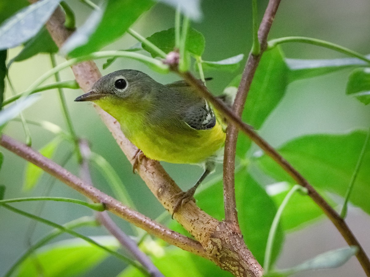 Magnolia Warbler - Scott Dunn