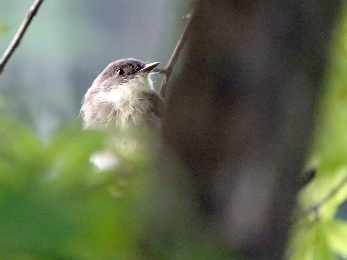 Eastern Phoebe - ML362581471