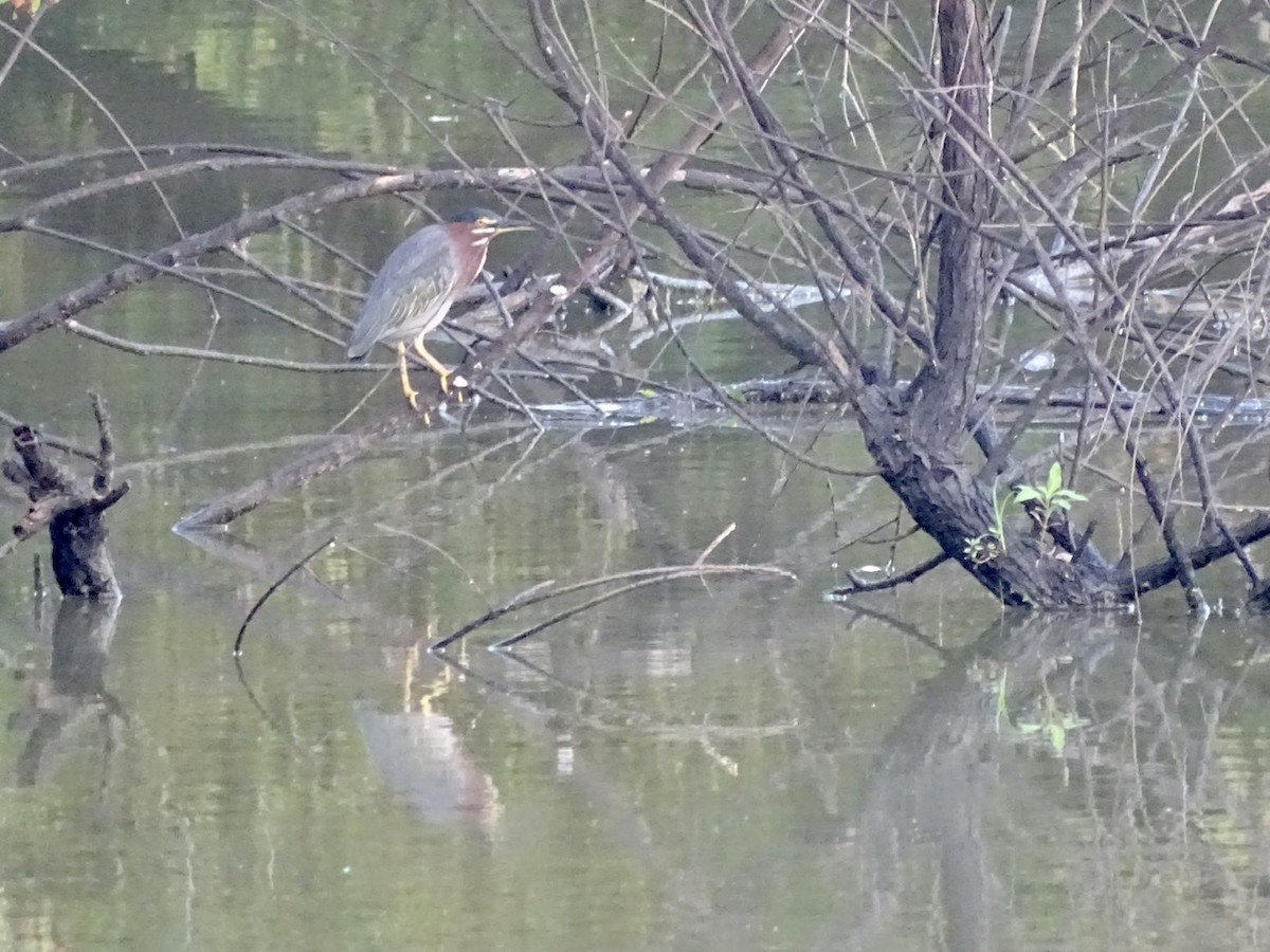 Green Heron - ML362581811