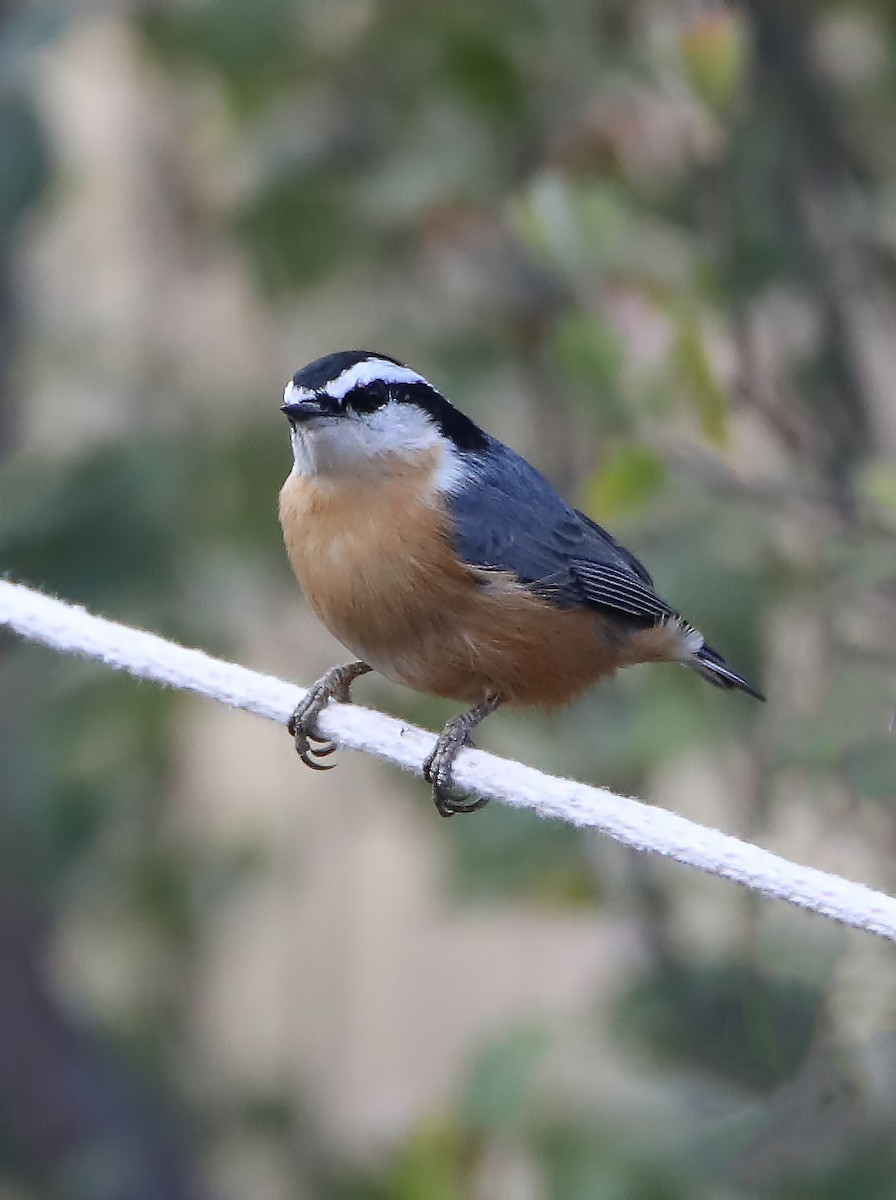 Red-breasted Nuthatch - Elizabeth Winter