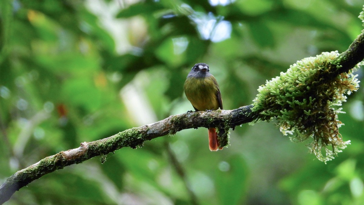 Ornate Flycatcher - ML362584831