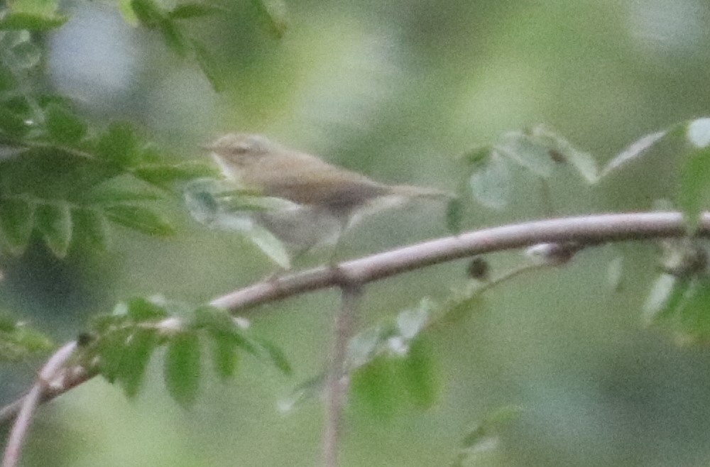 Common Chiffchaff - ML362585001