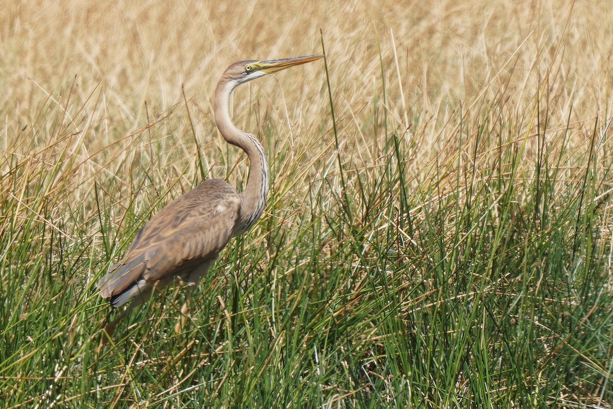 Purple Heron - Miguel Rouco