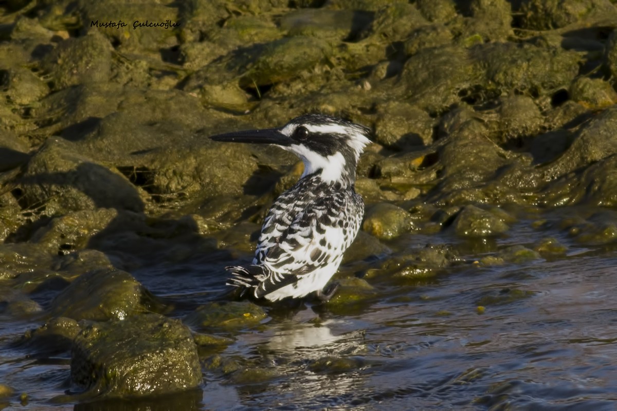 Pied Kingfisher - Mustafa Çulcuoğlu