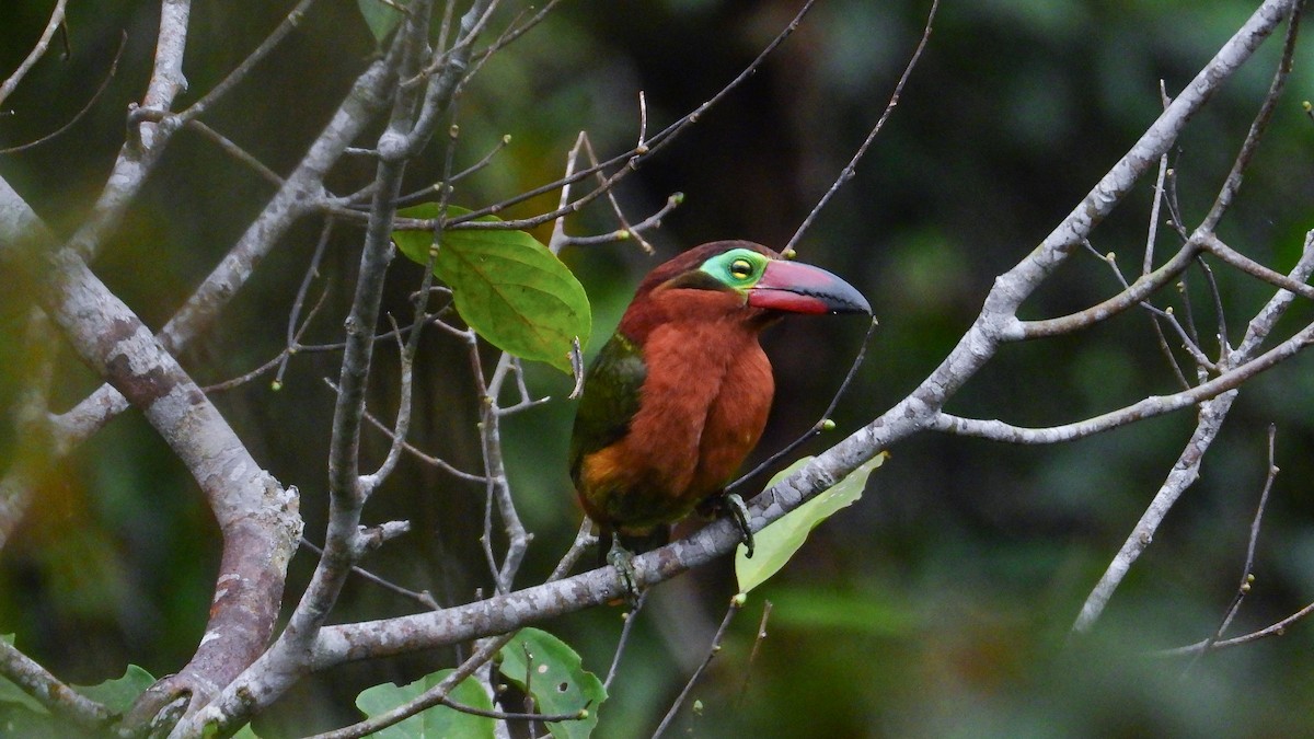 Golden-collared Toucanet - ML362586341