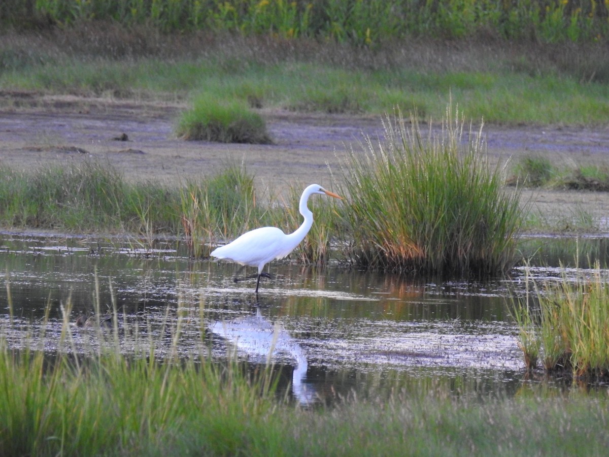 Great Egret - Fred MacKenzie