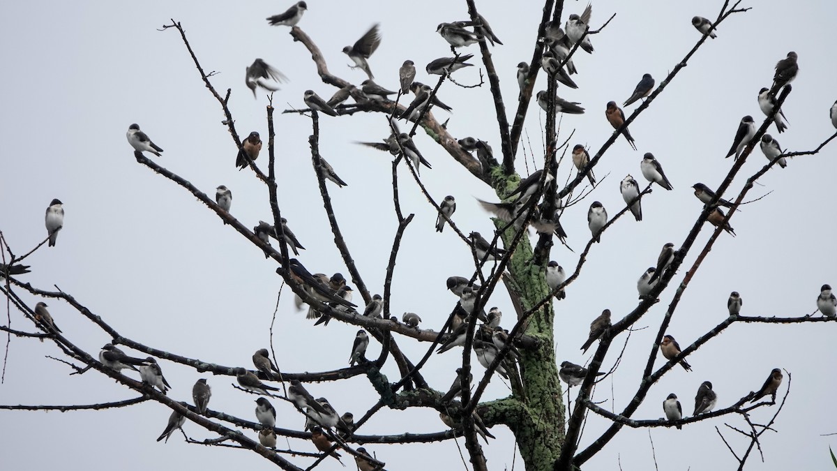 Tree Swallow - Clem Nilan