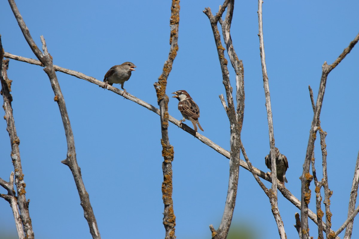 Moineau espagnol - ML362592341