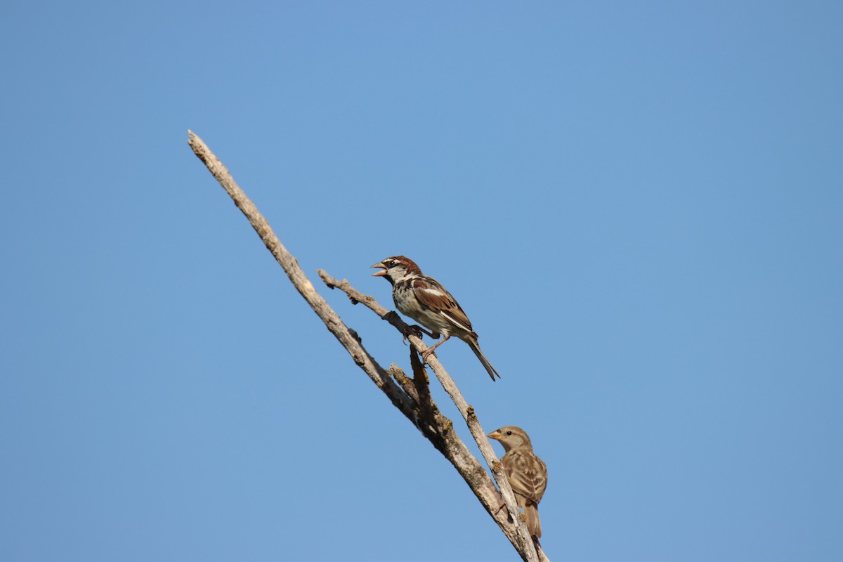 Spanish Sparrow - ML362592451