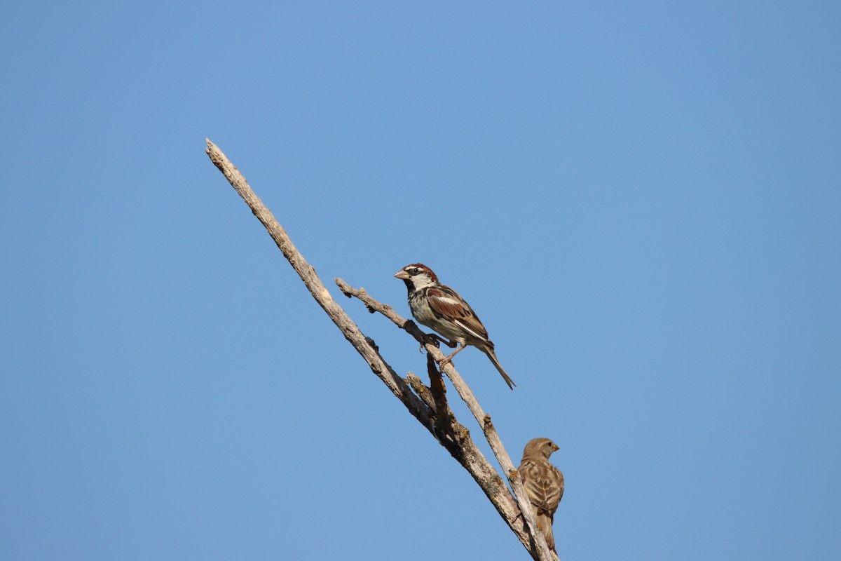 Spanish Sparrow - ML362592501