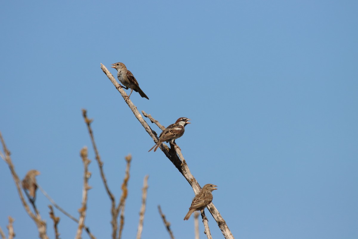 Spanish Sparrow - ML362592521