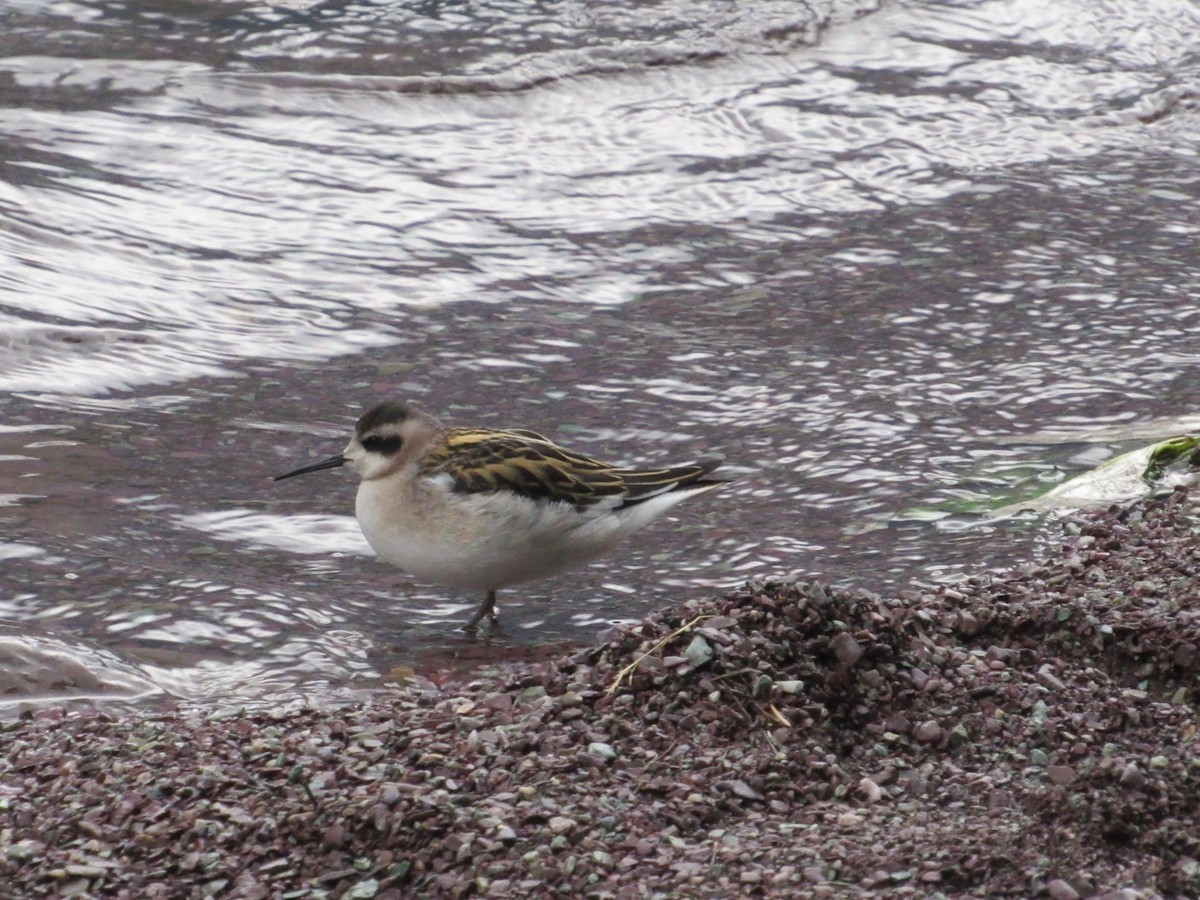 Red-necked Phalarope - ML362593361