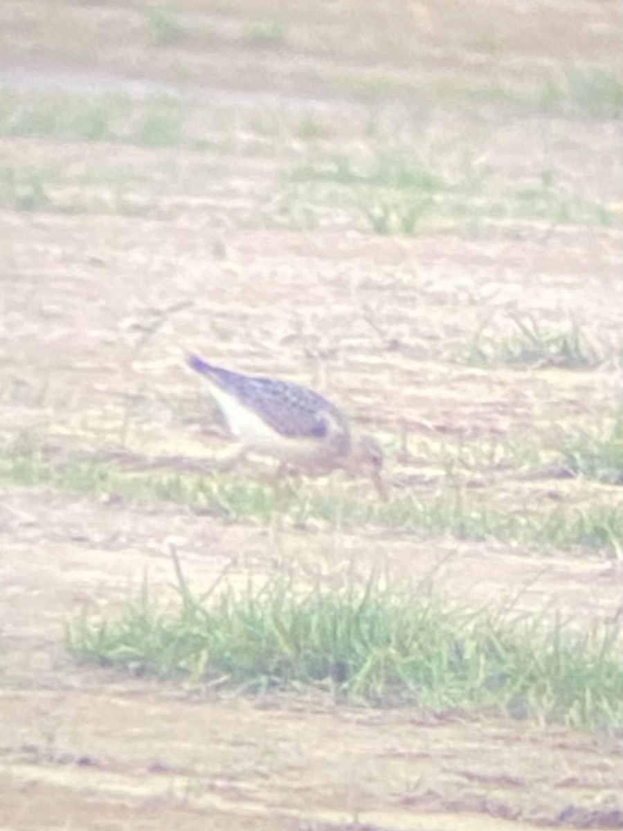 Buff-breasted Sandpiper - Marc Chelemer