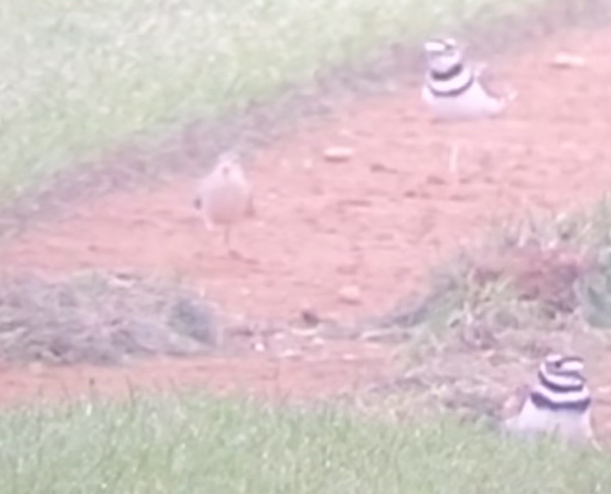 Buff-breasted Sandpiper - ML362594931