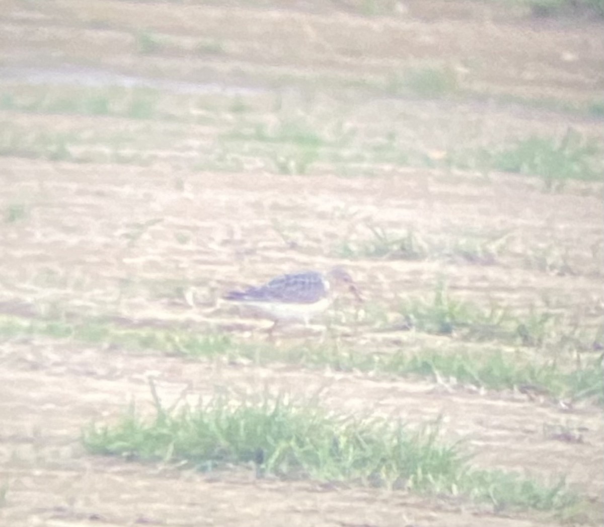 Buff-breasted Sandpiper - ML362594941