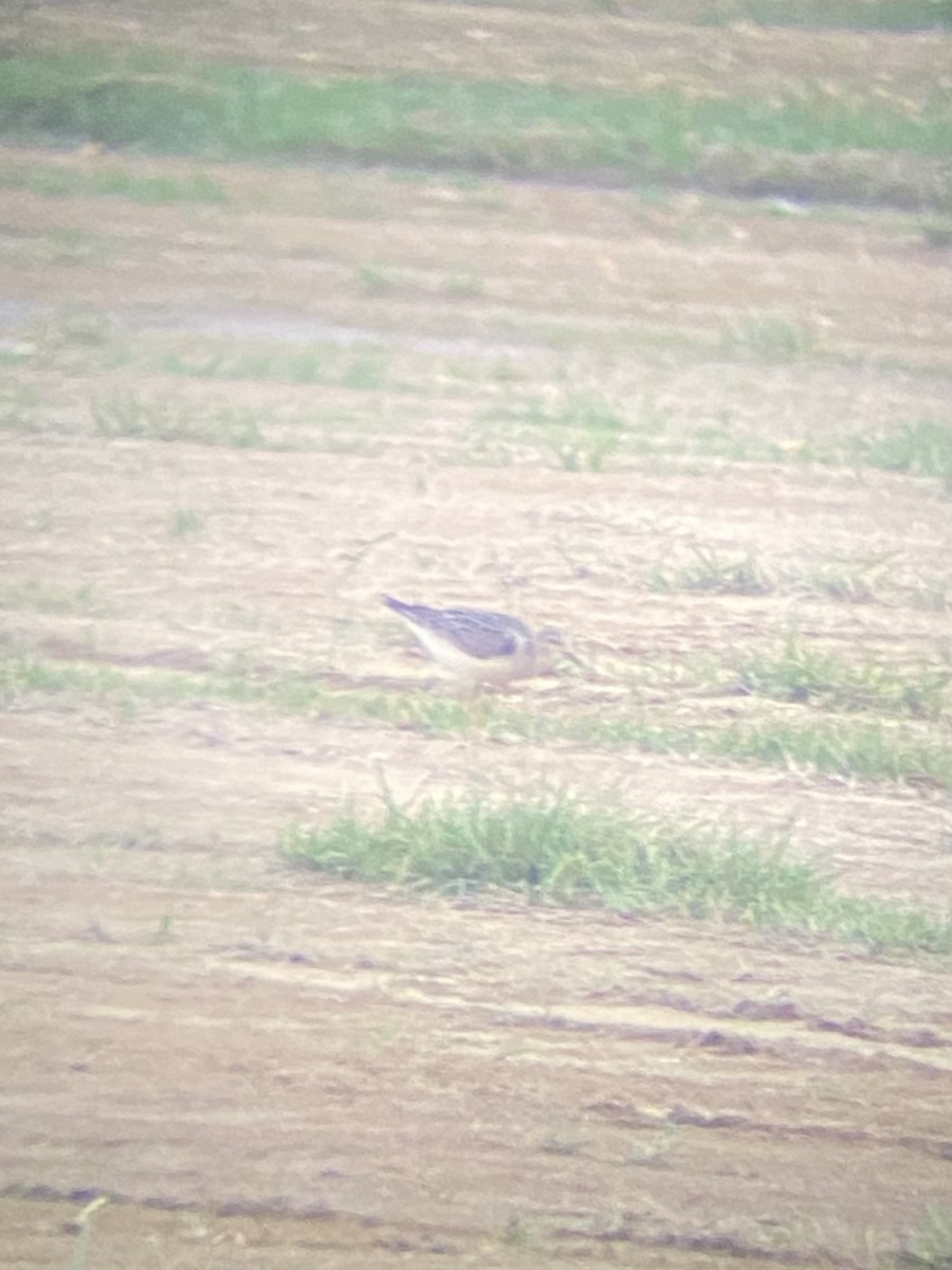 Buff-breasted Sandpiper - ML362594961