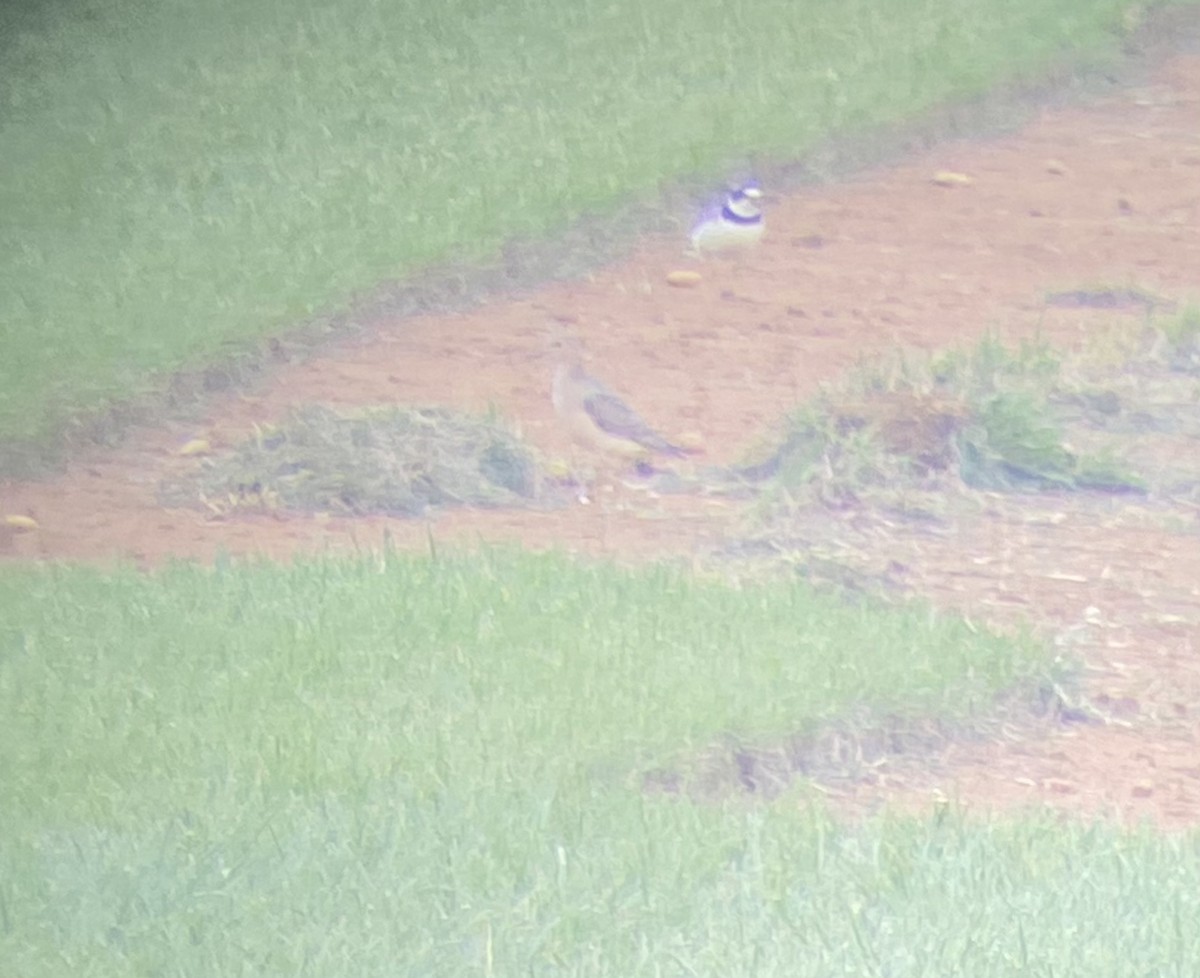 Buff-breasted Sandpiper - ML362594971