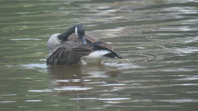 カナダガン - ML362595711